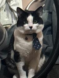 Lost Male Cat last seen Viscount Gardens, Byfleet, England KT14 6SN