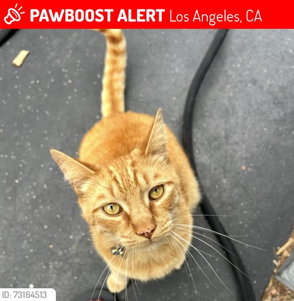 Lost Male Cat last seen Verdugo and York, Los Angeles, CA 90065