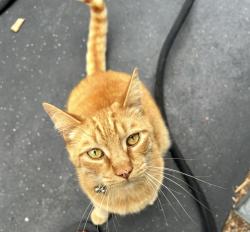 Lost Male Cat last seen Verdugo and York, Los Angeles, CA 90065