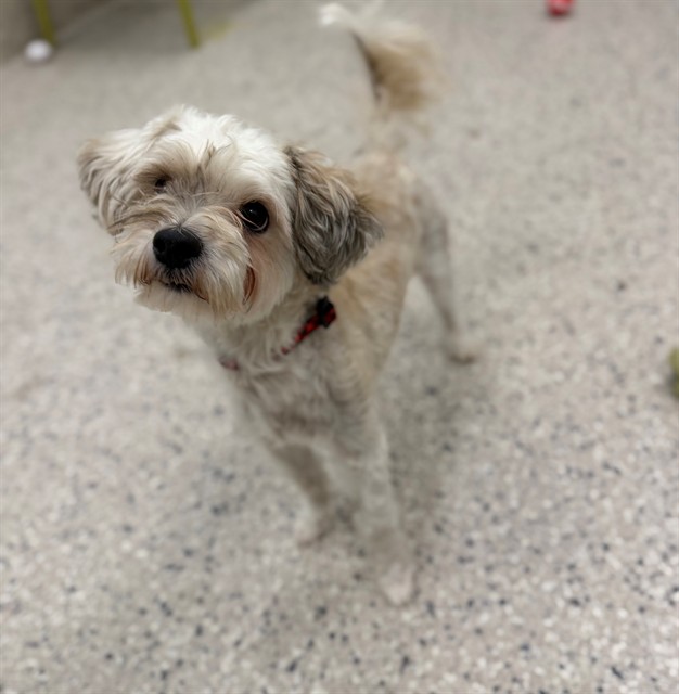 Shelter Stray Male Dog last seen Near BLOCK E 84TH AVE, 12155 Park Blvd, Brighton, CO 80601, USA
