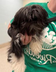 Shelter Stray Female Dog last seen Near BLOCK DAKIN ST, 12155 Park Blvd, Brighton, CO 80601, USA