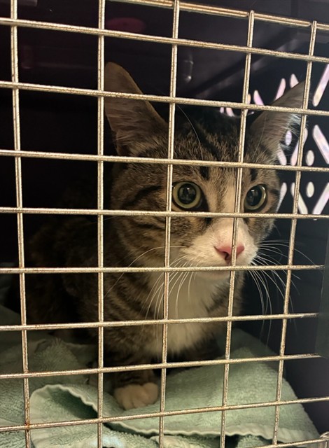 Shelter Stray Unknown Cat last seen Near BLOCK W 96TH AVE, 12155 Park Blvd, Brighton, CO 80601, USA