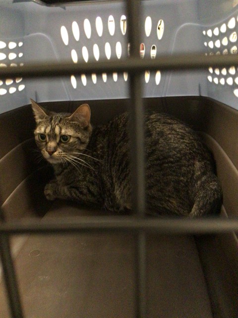 Shelter Stray Unknown Cat last seen Near BLOCK W 83PL, 12155 Park Blvd, Brighton, CO 80601, USA