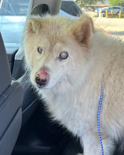 Shelter Stray Male Dog last seen KNOLLCREEK, 4710 TX-151, San Antonio, TX 78227, USA