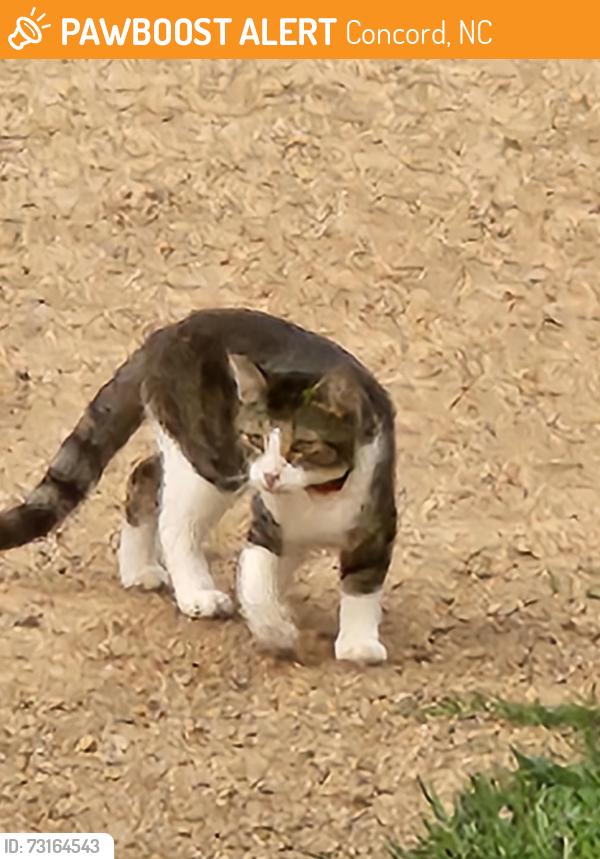 Found/Stray Unknown Cat last seen Red Hill, Niblock, Concord, NC 28027