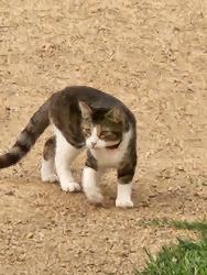 Found/Stray Unknown Cat last seen Red Hill, Niblock, Concord, NC 28027
