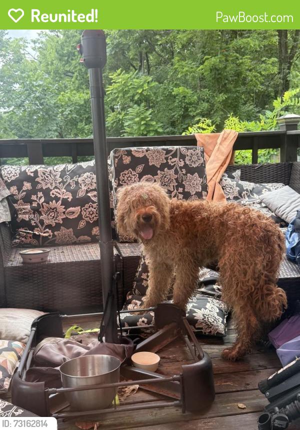 Reunited Male Dog last seen Cedarmont dr. and Old Hickory blvd, Nashville, TN 37211