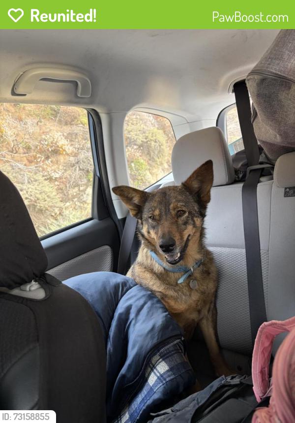 Reunited Female Dog last seen On highway 1, Monterey County, CA 93920