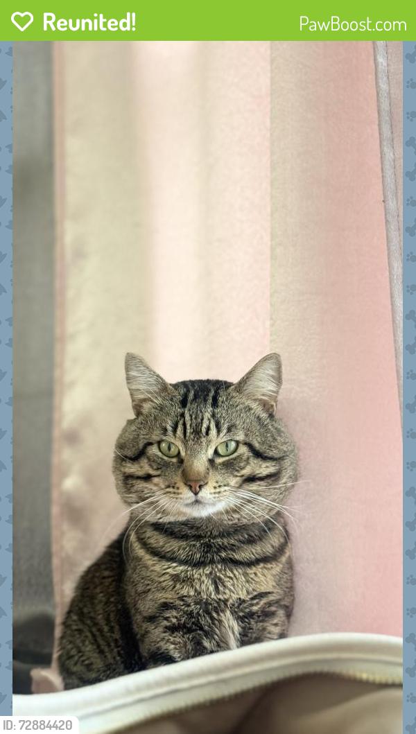 Reunited Male Cat last seen Blossom hill terrace, Ashburn, VA 20147
