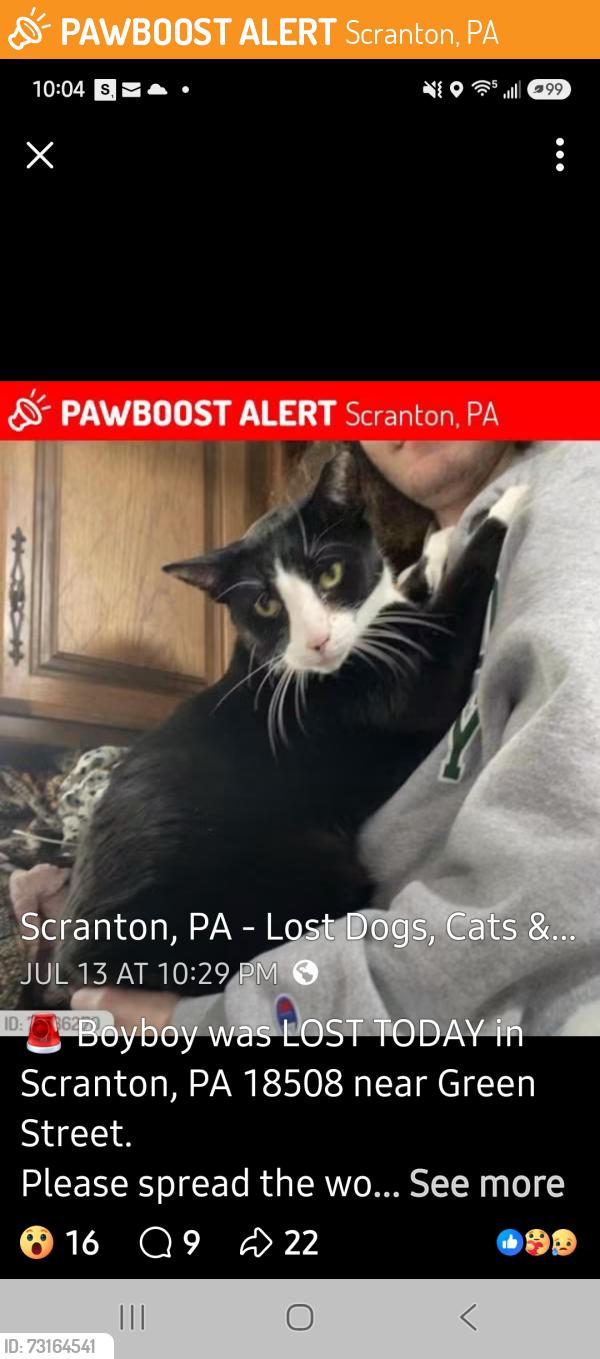 Found/Stray Unknown Cat last seen Bundy and Theodore St, Scranton, PA 18508