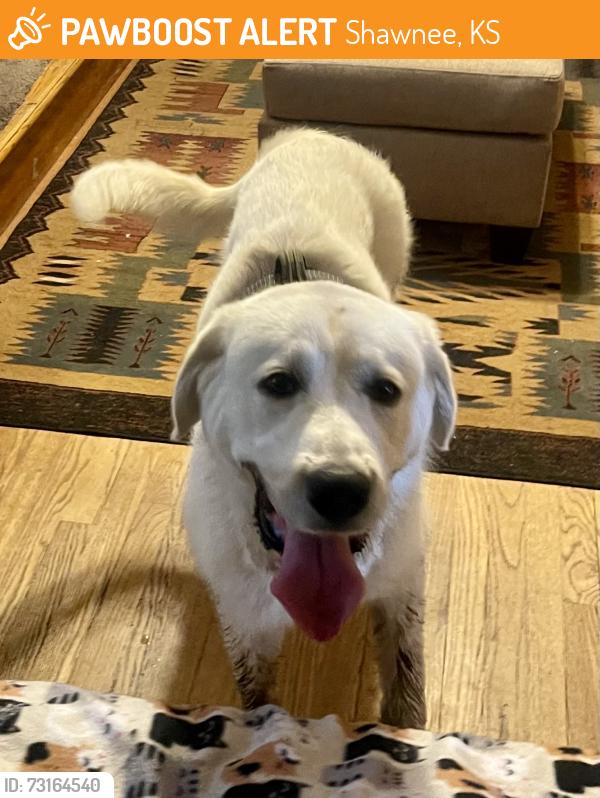 Found/Stray Male Dog last seen 63rd state and Lackman Swarner Park, Shawnee, KS 66226