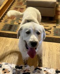 Found/Stray Male Dog last seen 63rd state and Lackman Swarner Park, Shawnee, KS 66226