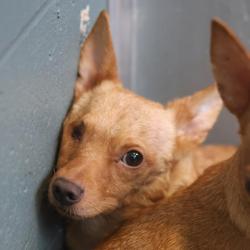 Shelter Stray Male Dog last seen Near BLOCK W SALINAS, 4710 TX-151, San Antonio, TX 78227, USA