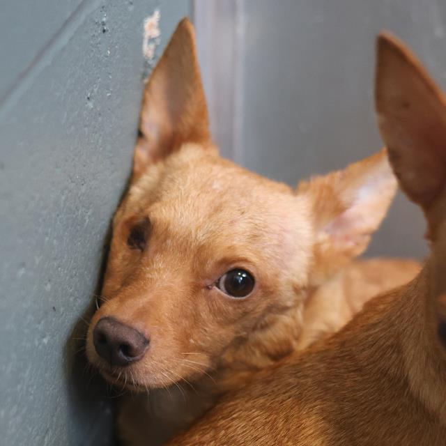 Shelter Stray Male Dog last seen Near BLOCK W SALINAS, 4710 TX-151, San Antonio, TX 78227, USA