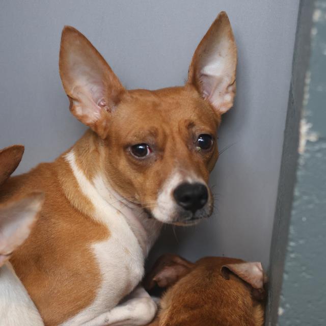 Shelter Stray Female Dog last seen Near BLOCK W SALINAS, 4710 TX-151, San Antonio, TX 78227, USA