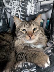 Lost Male Cat last seen Near camp Creek rd, Manhattan MT, Manhattan, MT 59741