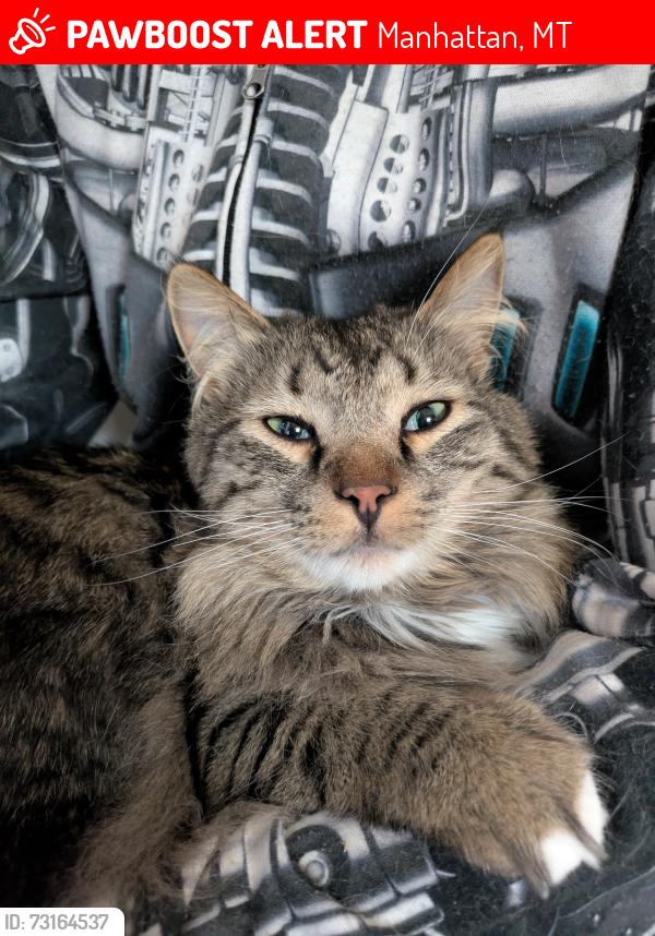 Lost Male Cat last seen Near camp Creek rd, Manhattan MT, Manhattan, MT 59741