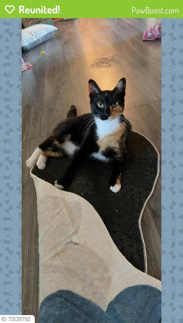 Reunited Female Cat last seen corinth parkway, Corinth, TX 76210