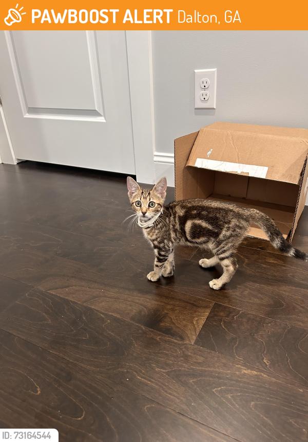 Found/Stray Female Cat last seen Clark & Trammell St, near community garden, Dalton, GA 30720