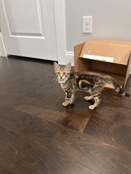 Found/Stray Female Cat last seen Clark & Trammell St, near community garden, Dalton, GA 30720