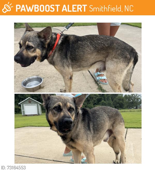 Found/Stray Male Dog last seen Brogden Road, near yelverton grove/ Steven’s sausage, Smithfield, NC 27577