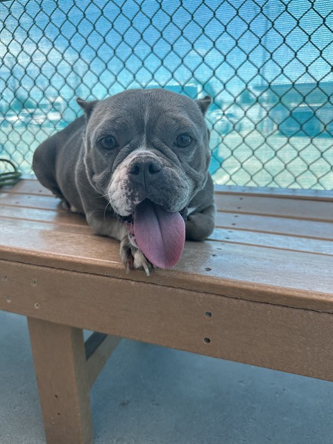 Shelter Stray Female Dog last seen Near BLOCK WEEDPATCH HWY, BAKERSFIELD CA 93307, 3951 Fruitvale Ave, Bakersfield, CA 93308, USA