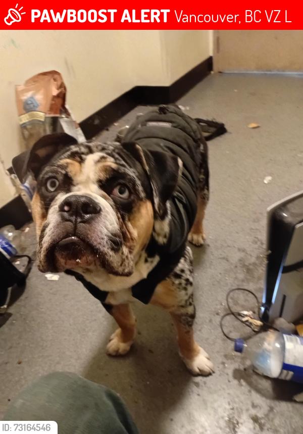 Lost Male Dog last seen Granville and Nelson St, Vancouver, BC V6Z 1L5