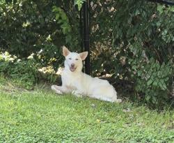 Shelter Stray Female Dog last seen FREDERICKSBURG RD, 4710 TX-151, San Antonio, TX 78227, USA