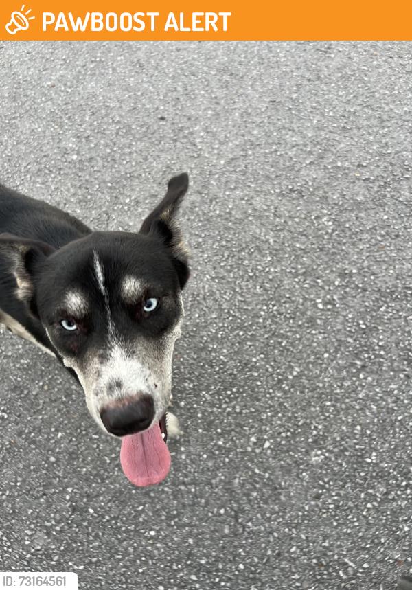 Found/Stray Unknown Dog last seen Creek Run Road Neighborhood, Indian Creek VIllage, FL 32466