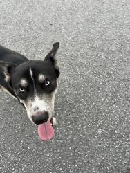 Found/Stray Unknown Dog last seen Creek Run Road Neighborhood, Indian Creek VIllage, FL 32466