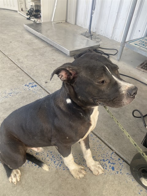 Shelter Stray Male Dog last seen Near BLOCK SHATTUCK AVE, TAFT CA 93268, 3951 Fruitvale Ave, Bakersfield, CA 93308, USA