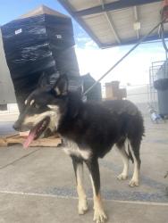 Shelter Stray Female Dog last seen Near BLOCK MERCED AVE, WASCO CA 93280, 3951 Fruitvale Ave, Bakersfield, CA 93308, USA