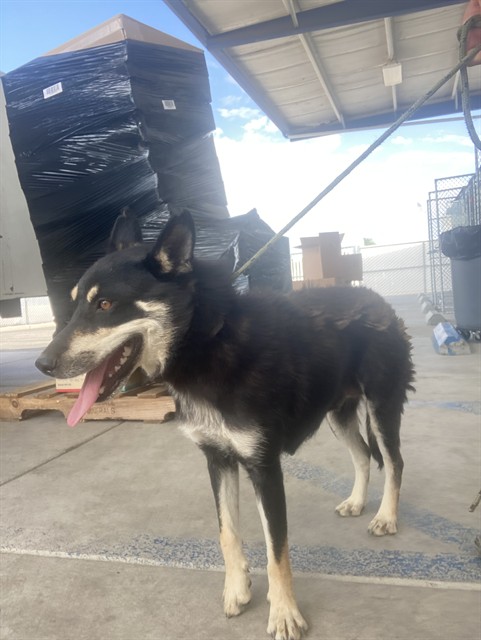Shelter Stray Female Dog last seen Near BLOCK MERCED AVE, WASCO CA 93280, 3951 Fruitvale Ave, Bakersfield, CA 93308, USA