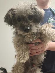 Shelter Stray Female Dog last seen Near BLOCK S MT VERNON AVE, BAKERSFIELD CA 93307, 3951 Fruitvale Ave, Bakersfield, CA 93308, USA
