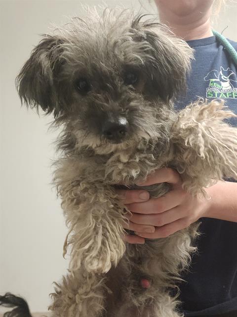 Shelter Stray Female Dog last seen Near BLOCK S MT VERNON AVE, BAKERSFIELD CA 93307, 3951 Fruitvale Ave, Bakersfield, CA 93308, USA