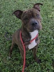 Shelter Stray Male Dog last seen Near BLOCK NW 45 AV, COCONUT CREEK FL 33073, 2400 SW 42nd St, Fort Lauderdale, FL 33312, USA