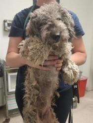Shelter Stray Female Dog last seen Near BLOCK S MT VERNON AVE, BAKERSFIELD CA 93307, 3951 Fruitvale Ave, Bakersfield, CA 93308, USA