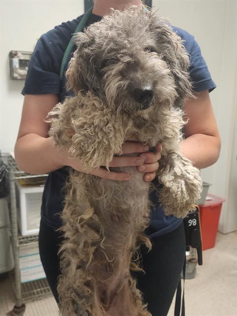 Shelter Stray Female Dog last seen Near BLOCK S MT VERNON AVE, BAKERSFIELD CA 93307, 3951 Fruitvale Ave, Bakersfield, CA 93308, USA