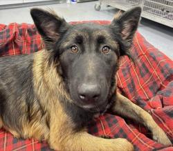 Shelter Stray Female Dog last seen Near BLOCK LAKE ST, BAKERSFIELD CA 93305, 3951 Fruitvale Ave, Bakersfield, CA 93308, USA