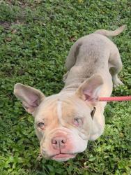 Shelter Stray Female Dog last seen Near BLOCK SW 20 ST, MIRAMAR FL 33023, 2400 SW 42nd St, Fort Lauderdale, FL 33312, USA