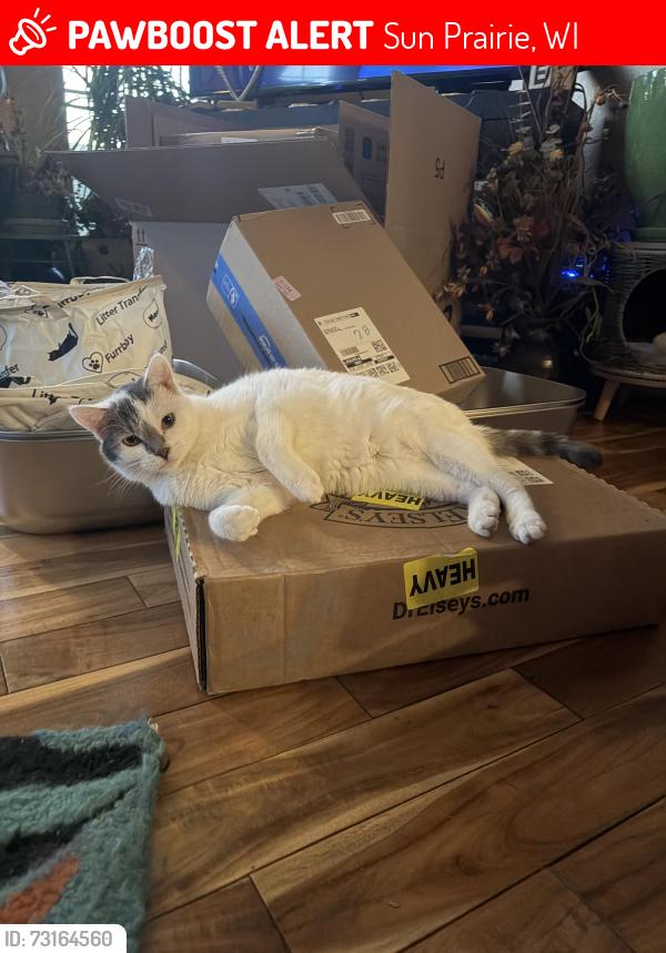 Lost Female Cat last seen Bunker Hill Dr and Stonehaven Dr, Sun Prairie, WI 53590