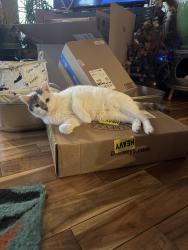 Lost Female Cat last seen Bunker Hill Dr and Stonehaven Dr, Sun Prairie, WI 53590