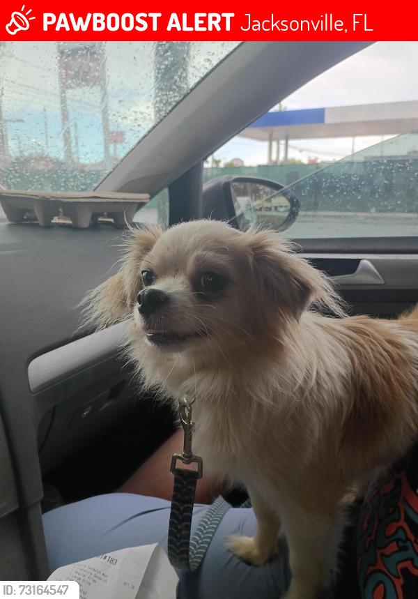 Lost Male Dog last seen Lake Forest blvd, Jacksonville, FL 32208