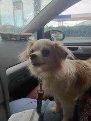 Lost Male Dog last seen Lake Forest blvd, Jacksonville, FL 32208
