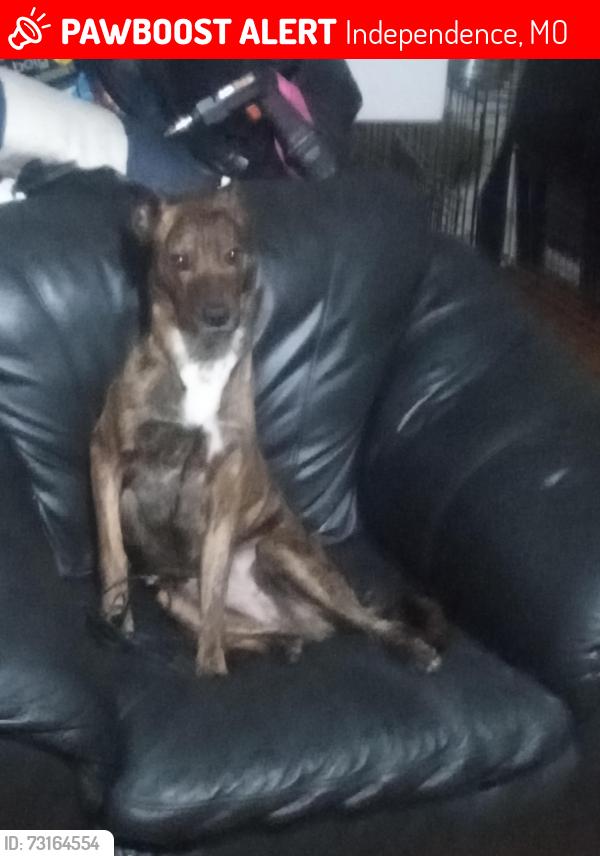 Lost Female Dog last seen 23rd and 20th st or sterling, Independence, MO 64052