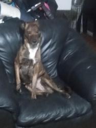 Lost Female Dog last seen 23rd and 20th st or sterling, Independence, MO 64052