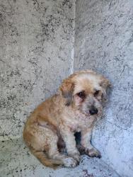 Shelter Stray Unknown Dog last seen Near BLOCK SW 24 AV, DANIA BEACH, FLORIDA, 2400 SW 42nd St, Fort Lauderdale, FL 33312, USA