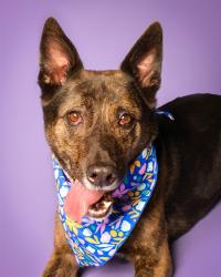 Shelter Stray Female Dog last seen Near BLOCK NW 52 ST, FORT LAUDERDALE FL 33309, 2400 SW 42nd St, Fort Lauderdale, FL 33312, USA