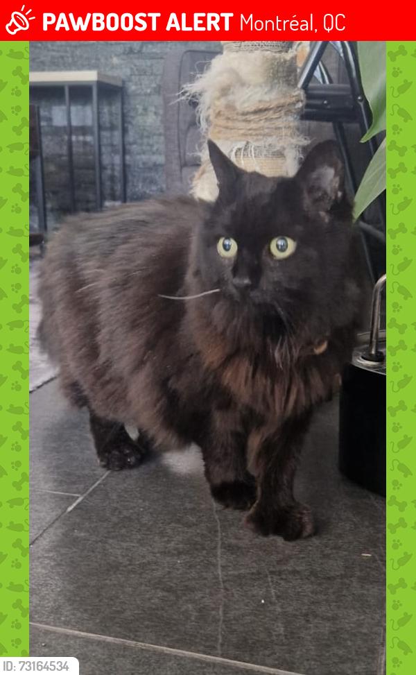 Lost Female Cat last seen rue Wellington/boulevard Lasalle, Montréal, QC 