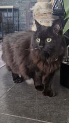 Lost Female Cat last seen rue Wellington/boulevard Lasalle, Montréal, QC 